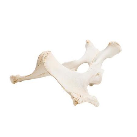 3B SCIENTIFIC Anatomical Models, Horse pelvis 1021056